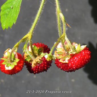 Fragaria vesca