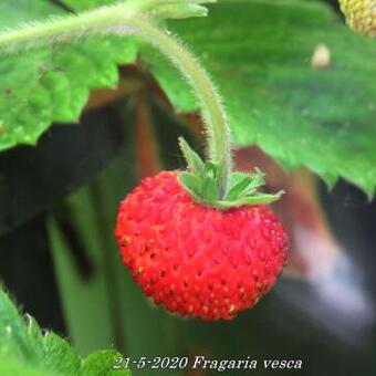 Fragaria vesca