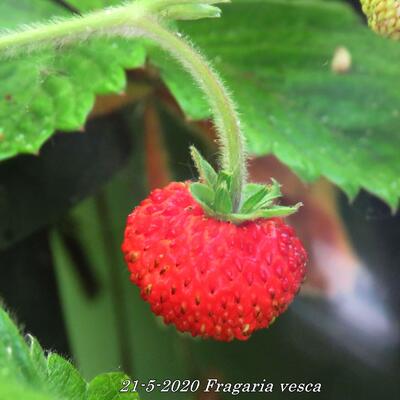 Fragaria vesca - Wald-Erdbeere - Fragaria vesca