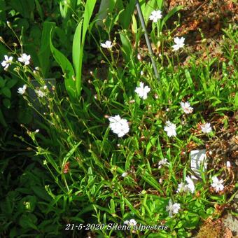 Silene alpestris