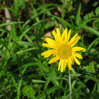 Buphthalmum salicifolium