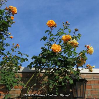 Rosa 'Goldener Olymp'