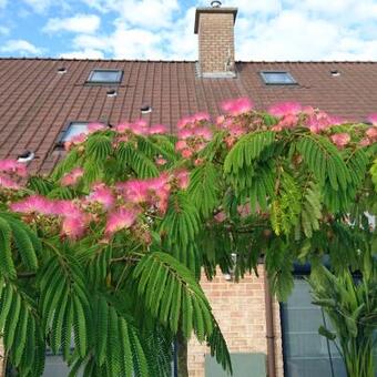 Albizia julibrissin 'Ombrella'