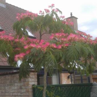 Albizia julibrissin 'Ombrella'