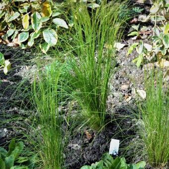 Stipa tenuissima 'Ponytails'