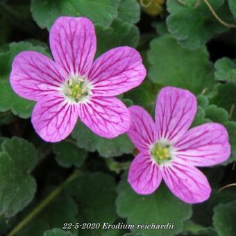 Erodium reichardii