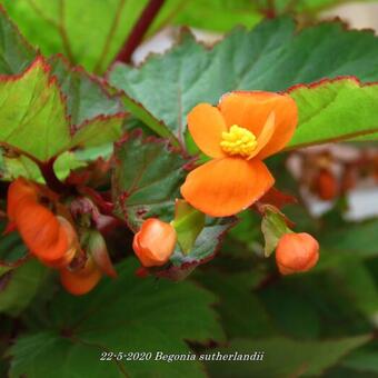 Begonia sutherlandii