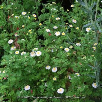 Tanacetum parthenium 'White Bonnet'