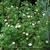 Tanacetum parthenium 'White Bonnet'