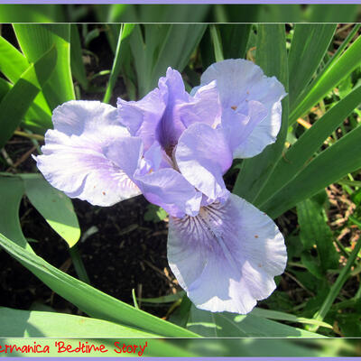 Iris germanica ‘Bedtime Story’ - 