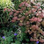 Acer palmatum 'Ever Autumn' - 