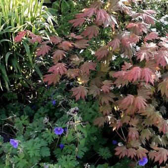 Acer palmatum 'Ever Autumn'