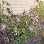 Deutzia x rosea 'Yuki Cherry Blossom' - 