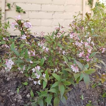 Deutzia x rosea 'Yuki Cherry Blossom'