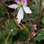 Saxifraga stolonifera 'Cuscutiformis'