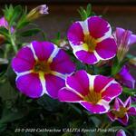 Calibrachoa 'CALITA Special Pink Star' - 