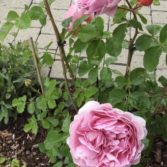 Rosa 'Princess Alexandra of Kent'