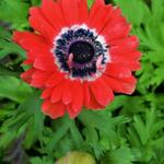 Anemone coronaria 'Governor' - 