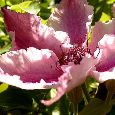 Clematis 'Pink Fantasy' - Clematis 'Pink Fantasy'