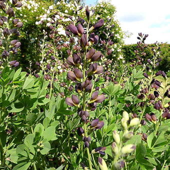 Baptisia 'Chocolate Chip'