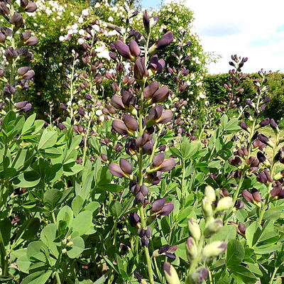 Baptisia 'Chocolate Chip' - 