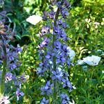 Delphinium requienii - 