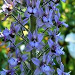 Delphinium requienii - 