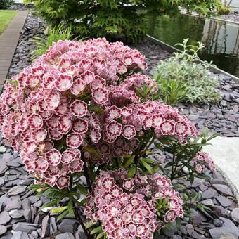 Kalmia latifolia 'Minuet'