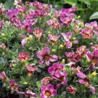 Calibrachoa Million Bells Series