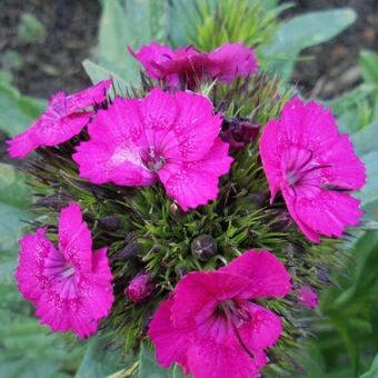 Dianthus barbatus 'BARBARINI'