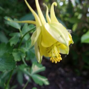 Aquilegia chrysantha 'Yellow Queen'