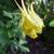 Aquilegia chrysantha 'Yellow Queen'