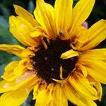 Helianthus annuus SUNBELIEVABLE 'Brown Eyed Girl ' - 