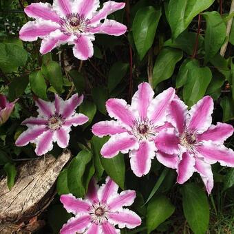 Clematis 'Capitaine Thuilleaux'