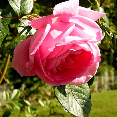 Rosa 'Ghita Renaissance' - 