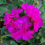 Pelargonium CALLIOPE - 