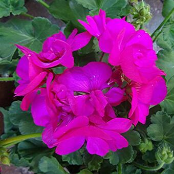 Pelargonium CALLIOPE