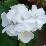 Pelargonium CALLIOPE - 