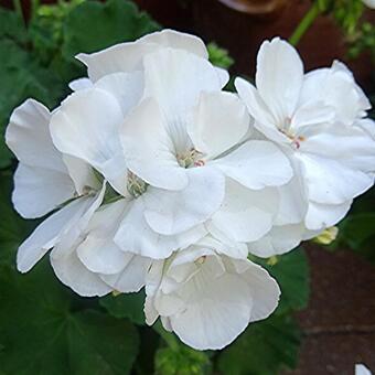 Pelargonium CALLIOPE