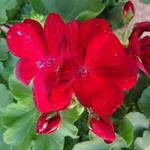 Pelargonium CALLIOPE - 