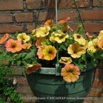 Petunia 'CASCADIAS Indian Summer' - 