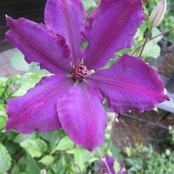 Clematis 'The President'