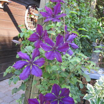 Clematis 'The President'