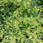 Spiraea japonica 'Golden Princess' - 