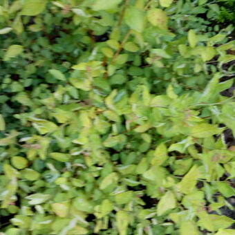 Spiraea japonica 'Golden Princess'