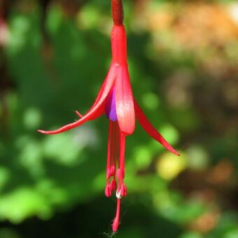 Fuchsia magellanica