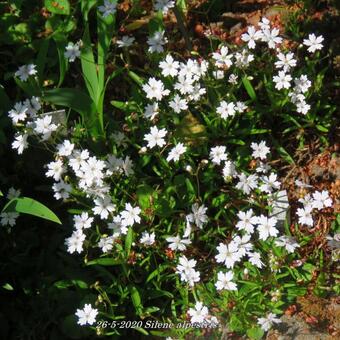 Silene alpestris