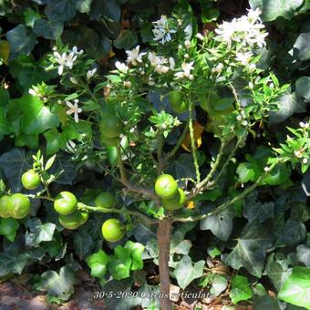 Citrus reticulata