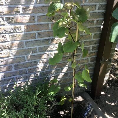 VIGNE DU JAPON , VIGNE DE COIGNET - Vitis coignetiae