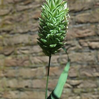 Phalaris canariensis